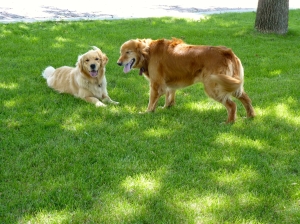 two goldens